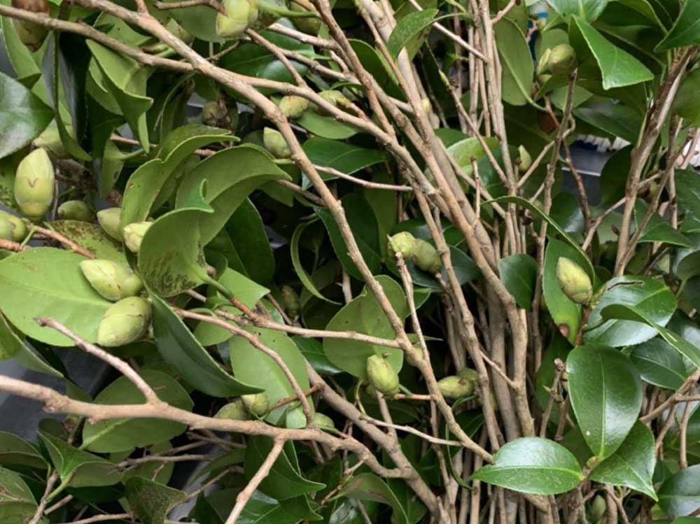 お箸が作られるまでのストーリー