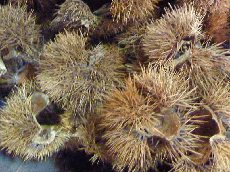 のイガ｜八角箸