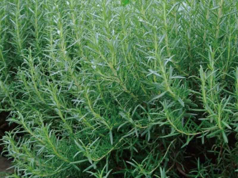 ローズマリー｜八角箸